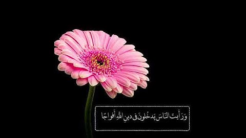 سورة الفتح❤️للشيخ ماهر المعيقلي |حالات واتساب|