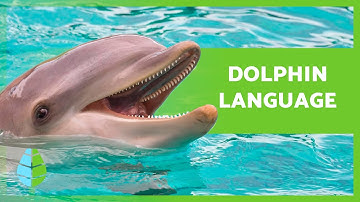 How do DOLPHINS COMMUNICATE? 🐬 (Signs and Sounds)