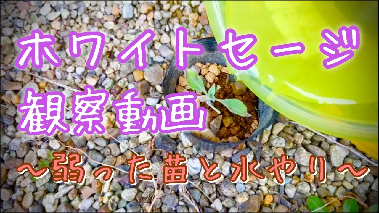 ホワイトセージ挿し木のその後… - YouTube