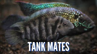 Top 10 Tank Mates for Convict Cichlids