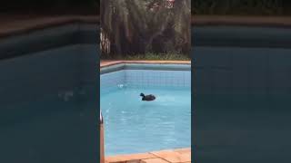 PATO GOSTA É DE PISCINA LIMPINHA