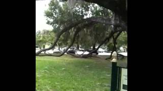 500 year old oak tree
