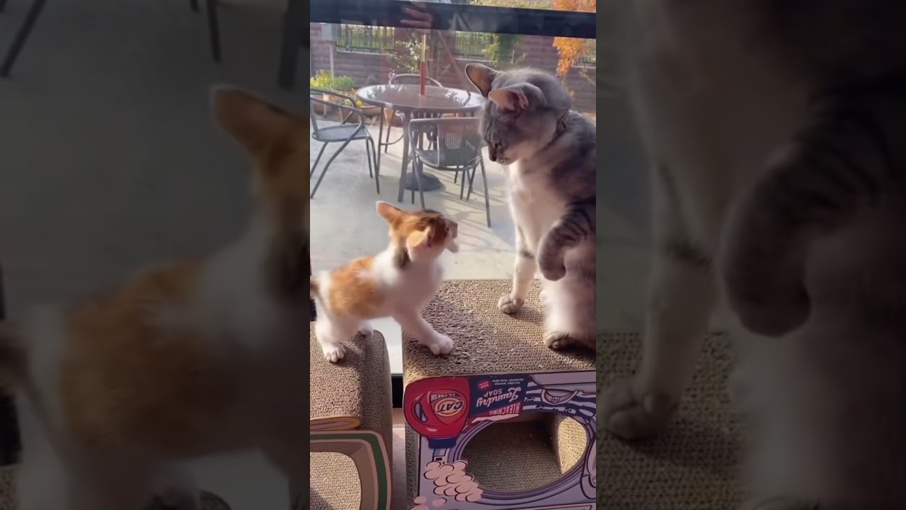 Cute animals moments *8| Which 