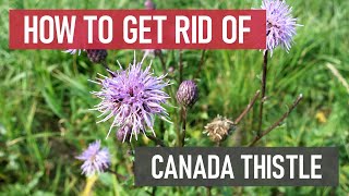 How to Get Rid of Canada Thistle [DIY Weed Management]
