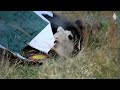 Yang Guang the giant panda&#39;s 19th birthday | Edinburgh Zoo