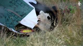 Yang Guang the giant panda&#39;s 19th birthday | Edinburgh Zoo