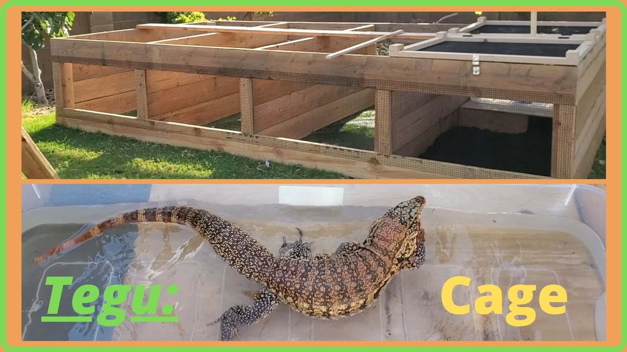 Tegu Cage Outdoor My New TEGU'S New CAGE! (2020) YouTube