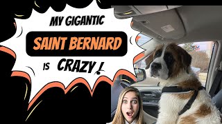 Wild Adventures With My Saint Bernard: Watch The Crazy Moments!