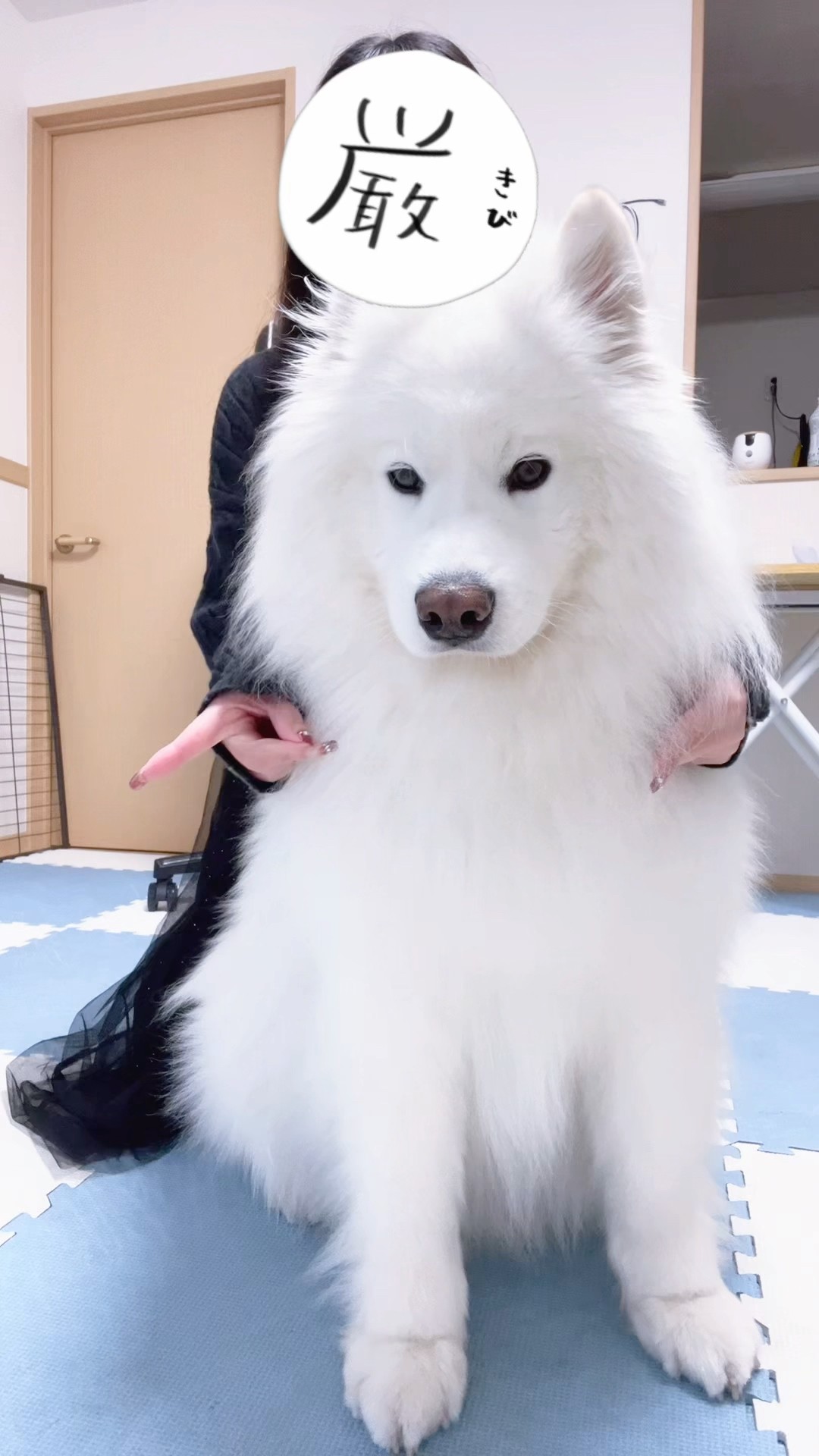 サモエール！ …届いた？ #samoyed #サモエド #癒し - YouTube