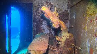 The Wreck of the Kittiwake with Silversides
