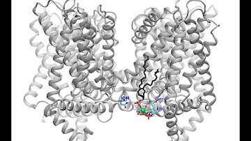 PIP2 regulation of TRPV4 channels: Binding sites and dynamic coupling