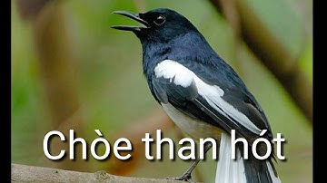 Tiếng Chòe Than Già Rừng Hót Buổi Sáng Cực Hay