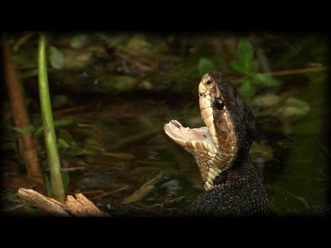 Aggressive Cottonmouth 02 Time Lapse