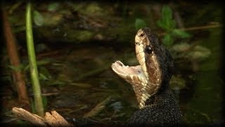 Aggressive Cottonmouth 02 Time Lapse