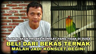 LOVEBIRD BEKAS TERNAK MALAH JADI KONSLET | INILAH LOVEBIRD LARFA PENDATANG BARU YANG TAK DI DUGA