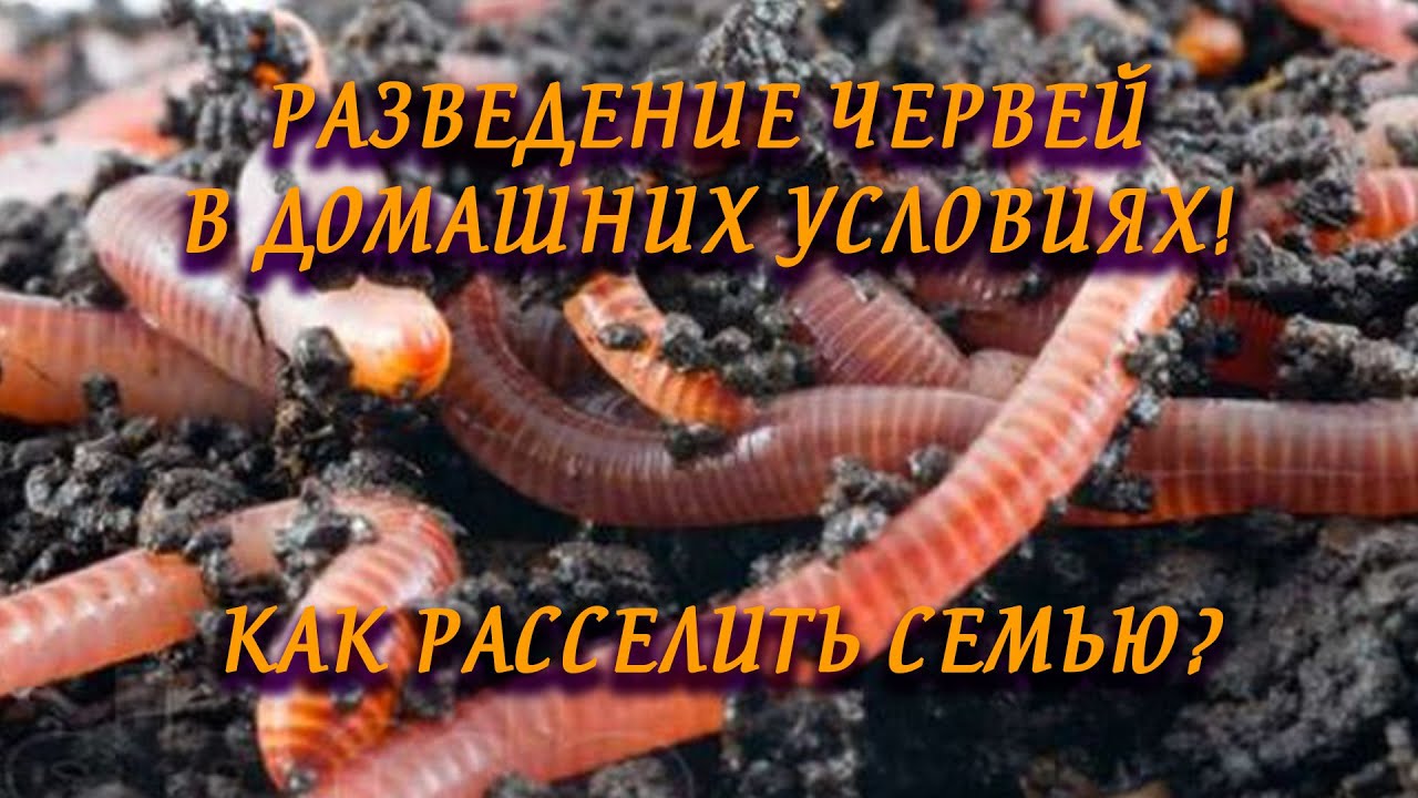 Как разводить червей для рыбалки в домашних условиях: полезная информация