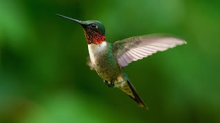Hummingbirds: Mini documentary