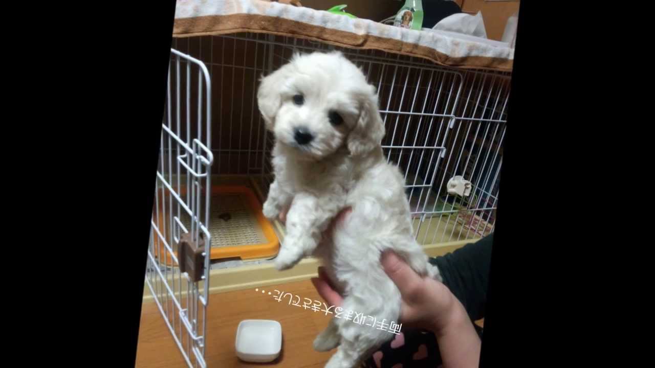 Mix犬 ダップーはこんな子 ダックスの体つき トイプーの毛質を持った最高に可愛いワンコ 犬ジャーナル