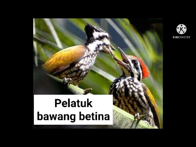 PELATUK BAWANG betina ngecer panjang class=