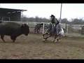 Appaloosa horse cutting Buffalo