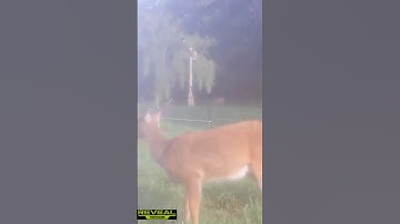 More and More Deer using the Scrape Tree// #scrape #deer #summer #2023 #foodplot #tactacam #new