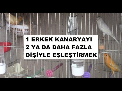 Video: Birden Fazla Kanarya Tutmanın 3 Yolu