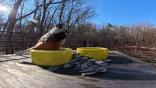 Morning birds at close range | Natural garden sounds