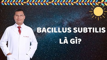 BACILLUS SUBTILIS LÀ GÌ? BACILLUS CLAUSII CÓ TÁC DỤNG GÌ VỚI HỆ TIÊU HÓA CỦA TRẺ?