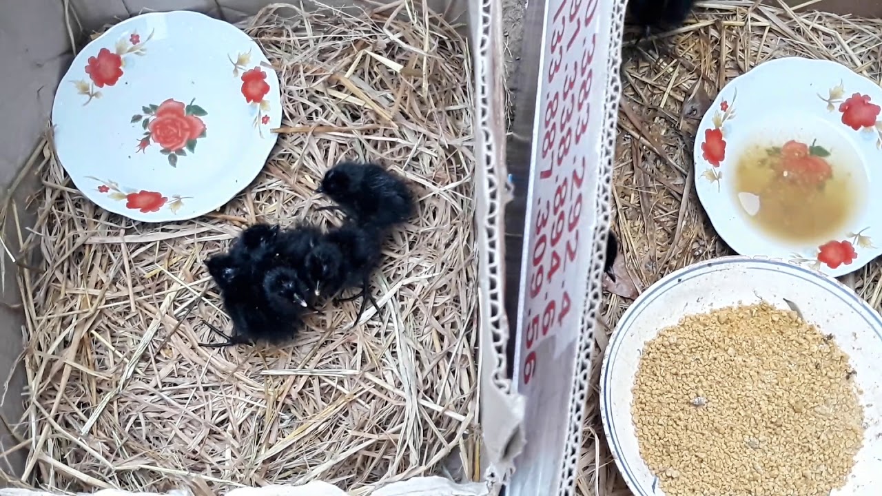 T3 CHIA SẺ KINH NGHIỆM NUÔI QUỐC CON MỚI RA LÒ .