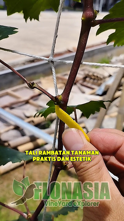 Grape Vine #grapesimport #gardening