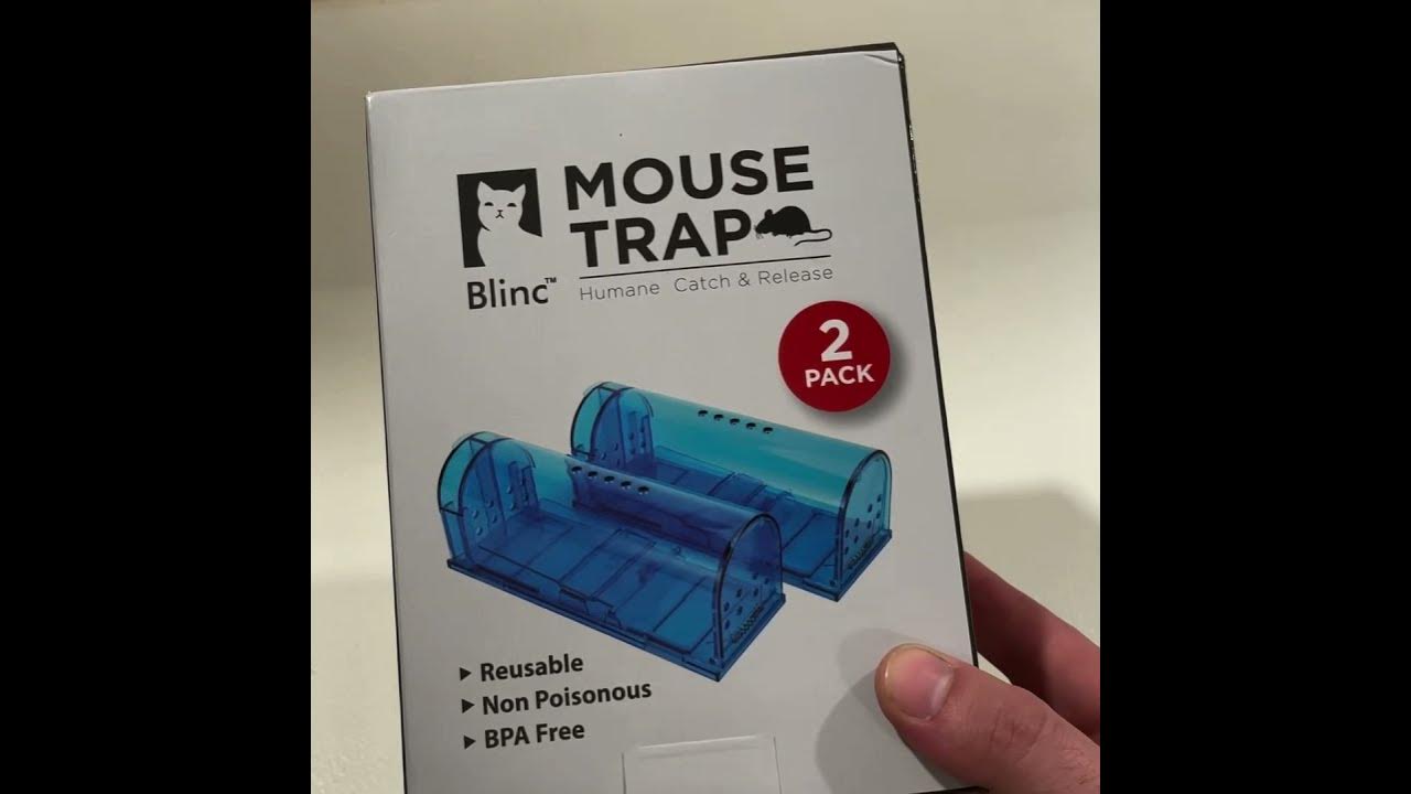 How to humanely catch a mouse youtube