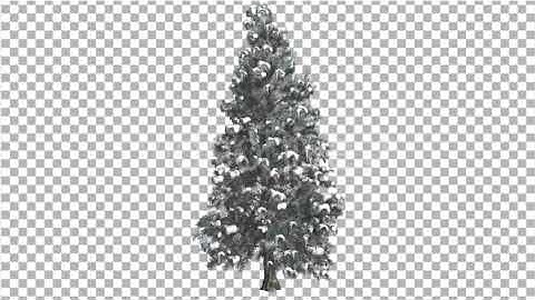Blue Spruce Snow on a Branches Tree Distantly | Motion Graphics - Envato elements
