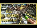 Как НЕПРАВИЛЬНО обрезать деревья! 3 ошибки. Часть 3.