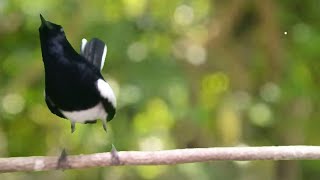 SUARA KACER NGEPLONG SANTAI INI AMPUH BIKIN KACER MACET MALAS BUNYI, BAHAN LANGSUNG NYAUT !