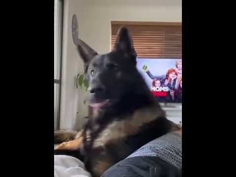 Video: Pet Scoop: Sad Vīrusu fotogrāfija palīdz sunim nokļūt, Cop Escorts Choking Dog uz Vet