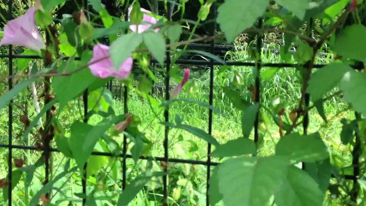 ピンクの昼顔 ヒルガオ の花 Pink Flowers Of False Bindweed Healing Video Youtube ピンクの昼顔 ヒルガオ の花 Pink Flowers Of False Bindweed Healing Video Youtube