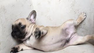 Как Выбрать щенка #щенокфранцузскогобульдога #французик #franchbulldog #булочка