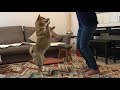 お姉ちゃんの奇妙なダンスに付き合わされる。 柴犬ゆき Shiba inu, Yuki