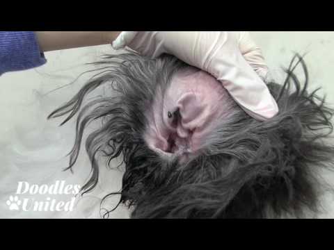 how-to-clean-your-doodle-dog's-ears-|-sheepadoodle,-goldendoodle,-labradoodle...