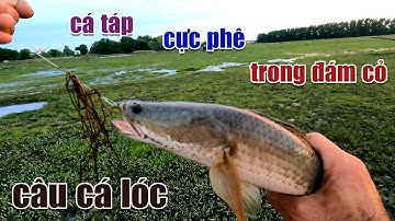 Câu Lure Cá Lóc ● Buổi Chiều Câu Cá Lóc Khúc Ao Cạn Trong Đám Cỏ Và Cái Kết | Tâm Râu Vlog #170