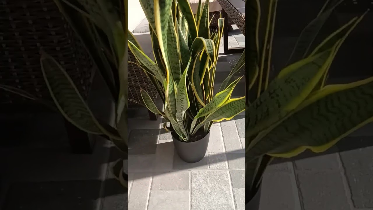 your mom has this weird obsession with plants