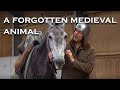 What popular medieval animal is rare in England today?