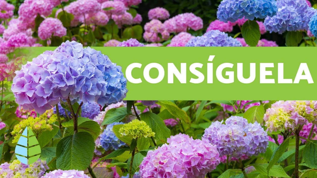 HORTENSIA AZUL ? Cómo Conseguirla y Cuidados - YouTube