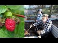 The Best Way to Grow RASPBERRIES in SMALL Spaces