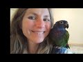 A New Forever Home for Bella the Blue Headed Pionus