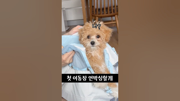 첫 이동 가방 언박싱 하는 강아지  #dog