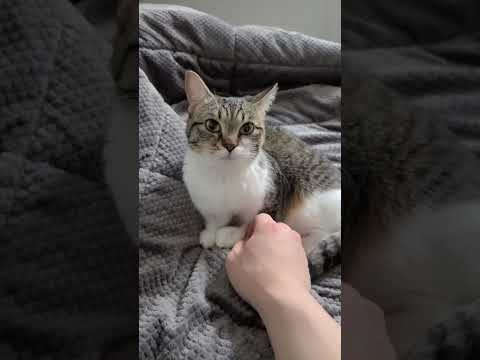 하루를 마무리하는 고양이 키코와 집사 2