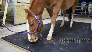 Quarter Moon Acres Equine Therapy on Stall Mats - Operating an Equine Assisted Therapy program is no walk in the park. It comes with many challenges and just as many rewards. At Quarter Moon Acres in Amery, Wisconsin, its three founders understanding that like anything, a strong foundation is important.

'Most of the time, the horses we use are elderly horses, 17 and up, and when they're in their stalls for quite a bit of the day like they are, they need some cushion on their feet and under their legs and without stall mats, we would not be able to do what we do because no legs on a horse, no feet, no horse, no horse, no therapy,' said co-founder Patti Andersen.

Quality stall mats can make all the difference between 'Open for business' and 'Closed due to technical difficulties'

'No. 1, they have to be comfortable for those horses and No. 2, they need to be dry; they need to be easy to clean because as we're in and out of sessions, we have to be able to quick make sure that our stalls are clean and then be able to put our focus back on our clients,' said fellow co-founder Kristi Hart.

That’s why Quarter Moon Acres has begun integrating Greatmats interlocking stall mat kits into it’s new 10-stall barn. 

'We have to have sound horses,' said the program's third founder Karole Lee. 'If they aren't sound, we can't have them out in the program at all. If they're going to stand on rough or uneven flooring, they're not going to be sound if they trip over uneven mats.'

'I can speak for some of the other mats that we've used,' Hart said. 'To have the seams not catch as we're sliding the pitchfork over them or even as we're walking our horses in and out, Greatmats is the way to go.'

'When God created horses, he did not make them the most graceful animals, so if there's something to get caught on, they will get caught on it and with the mats from Greatmats, they are standing straight and tall,' Andersen said.

Learn more about Quarter Moon Acres at http://www.greatmats.com/horse-stall-mats/quarter-moon-acres-equine-assisted-therapy-center.php