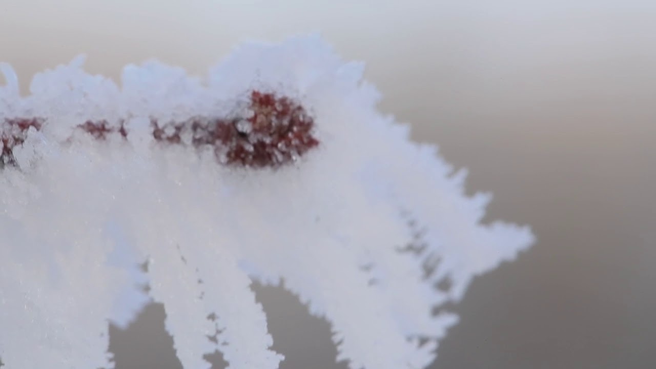 caterpillar stock price Hibernating Emerald Moth Larva (Geometra papilionaria) In Winter Ice & Snow 1Of2