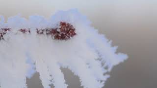 Hibernating Emerald Moth Larva Geometra Papilionaria In Winter Ice Snow 1Of2
